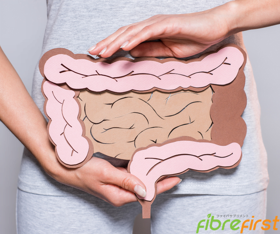 [:en]The colon plays an important role in digestion.[:]