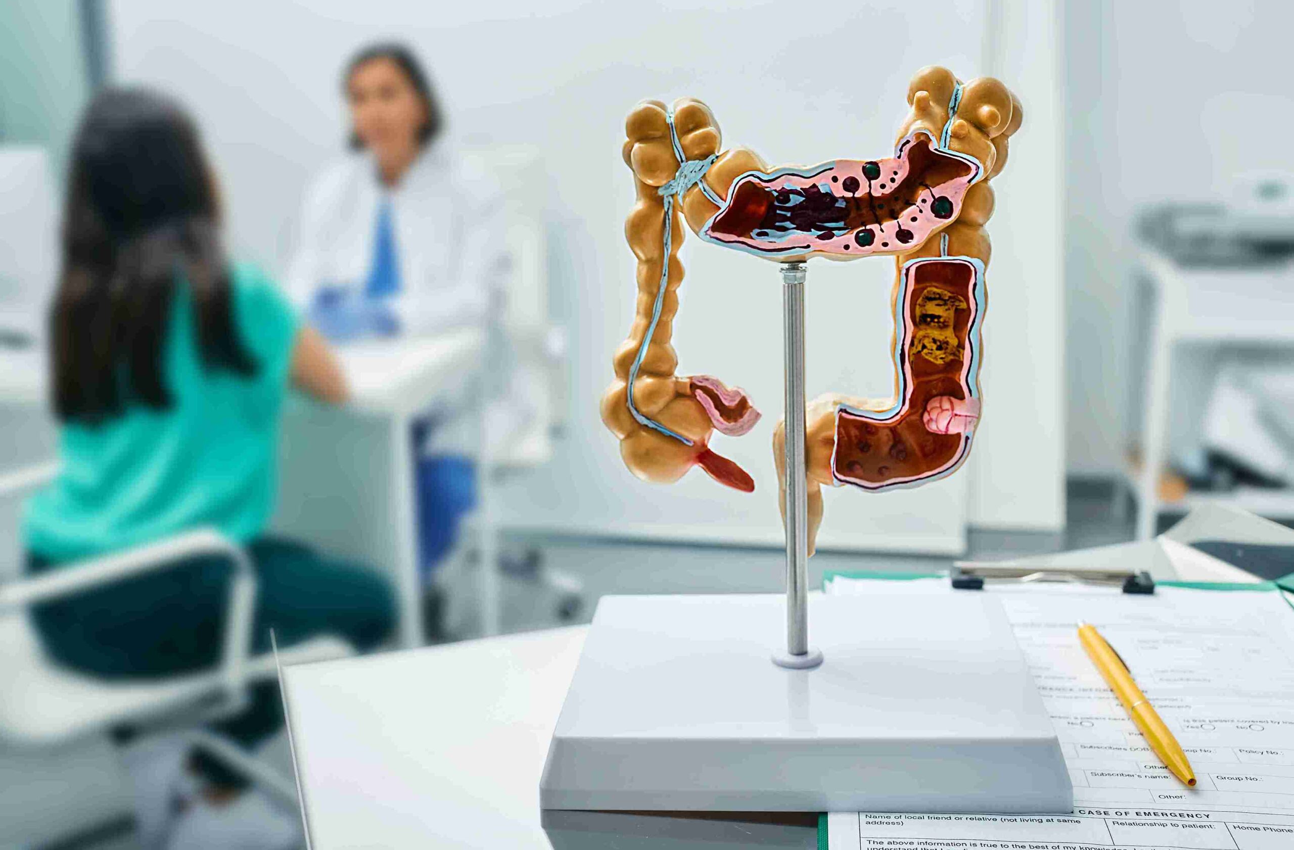 an anatomy model of the human intestine