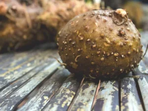 Close-up of fresh konjac root on rustic wooden surface