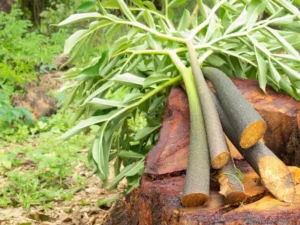 Freshly harvested yacon roots placed on a tree stump outdoors