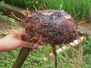 A freshly harvested yam root held by a person outdoors